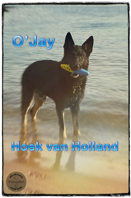 Every day to his swimming pool in Hoek van Holland