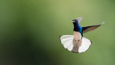 White-necked Jacobin - kolibrie in Costa Rica