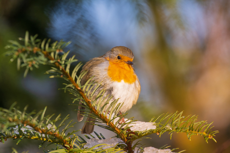 roodborst