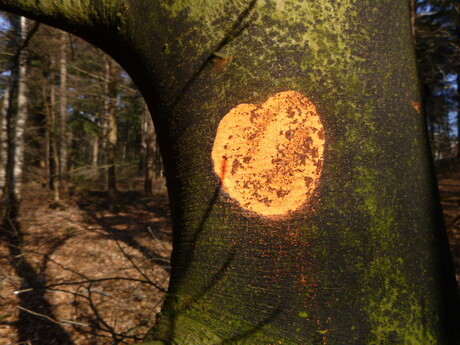 Sun On A Tree by Elle Hart