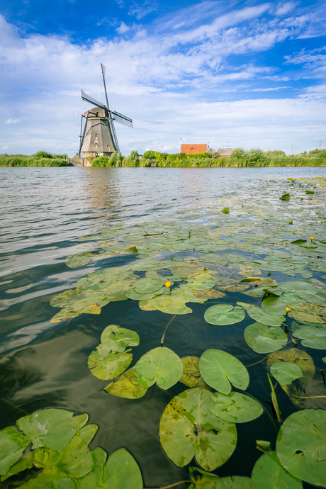 Kinderdijk met waterlelie