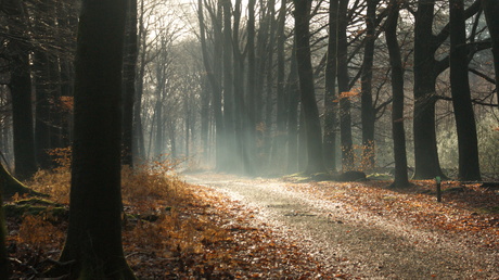 Nevel in het bos op koude morgen