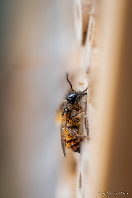 De metselaars onder de bijtjes 🐝