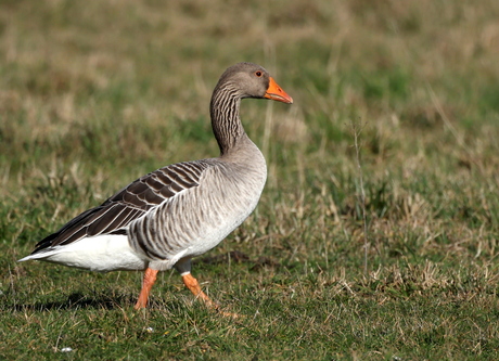 grauwe gans