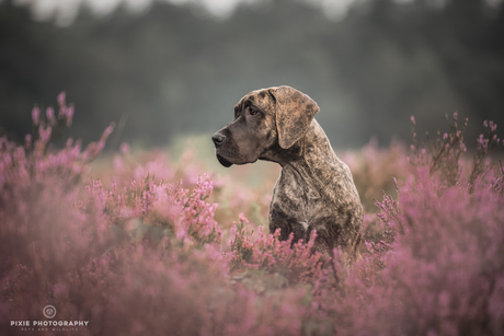 Duitse Dog puppy tussen de paarse heide 