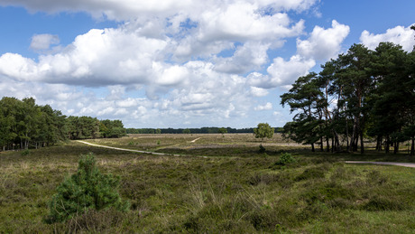 Wachtend op de bloeiende heide