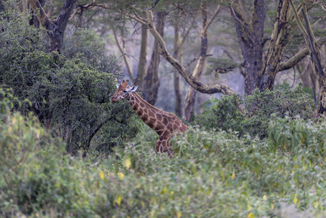 In het betoverde bos