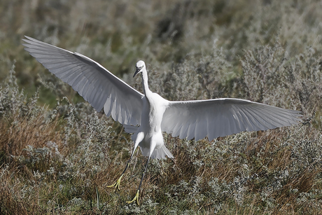 Landing II