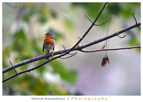 Roodborst