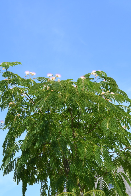 Perzische slaapboom