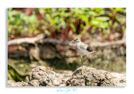 Amerikaanse Bosruiter