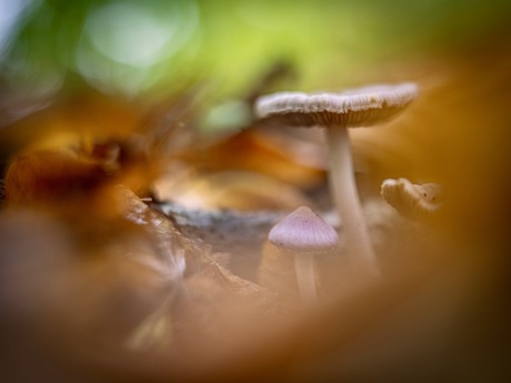 Lila satijnvezelkop…