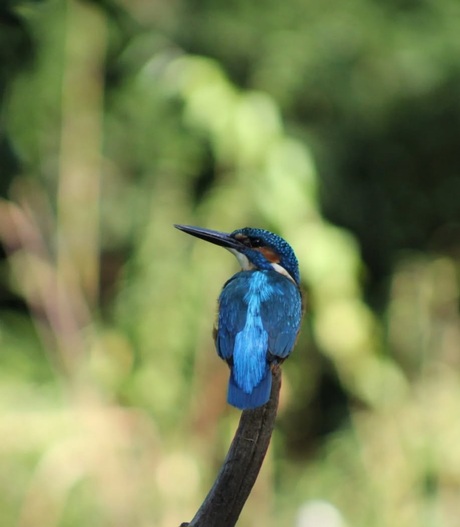 Ijsvogel