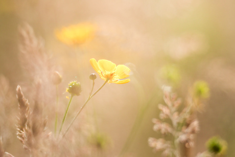 Boterbloem