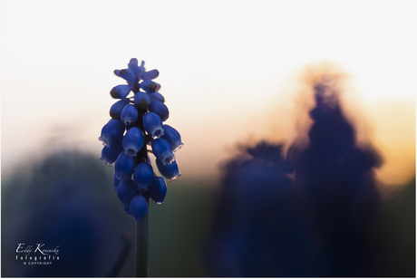 Blauwe druifjes in de avondzon.