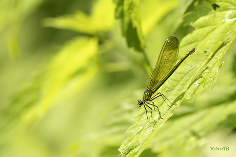 lady in green