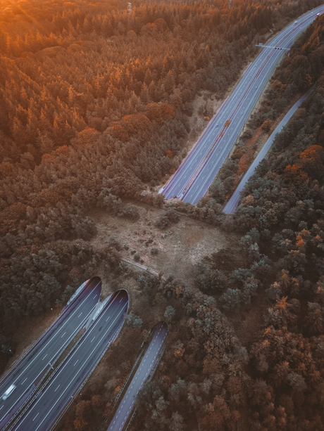 Zonsopkomst bij de wildwissel