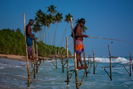 Vissen in Sri Lanka