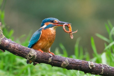Kingfisher vs the salamander
