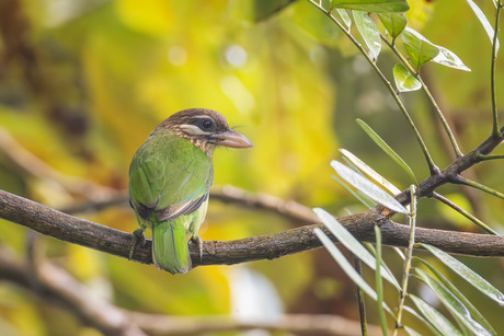 Groene Baardvogel