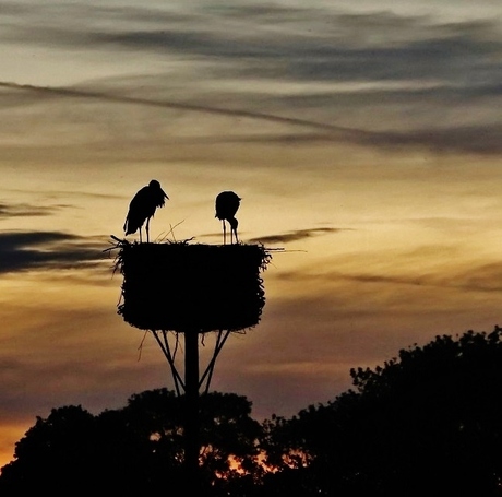 Ooievaarspaar op nest bij ochtendgloren