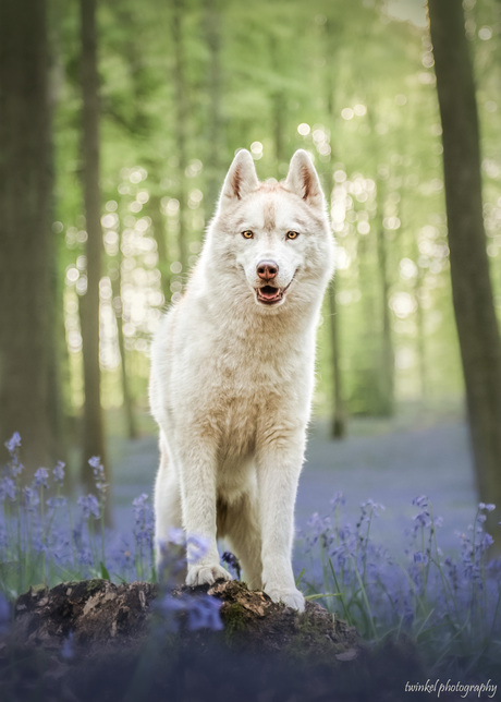 Siberische Husky tussen de boshyacinten 