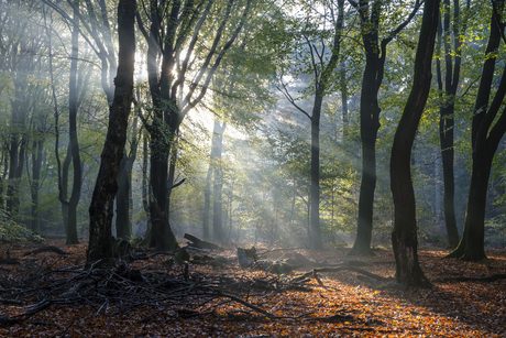 Speulderbos