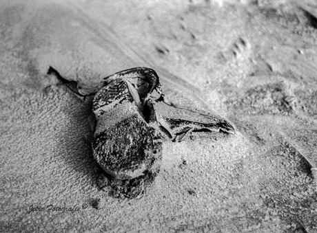 Eenzame schoen zoekt broertje of zusje ....