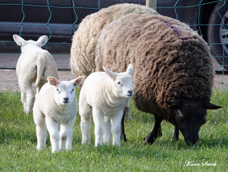 "Dat lammetje droomt van een auto denk ik..."