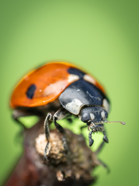 7 stippelig lieveheersbeestje 