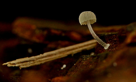 Mini Mycelium