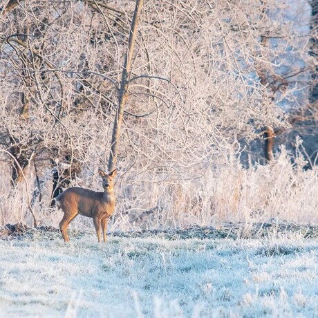 Ree in de polder 