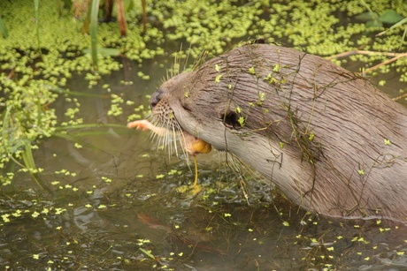 smullende otter