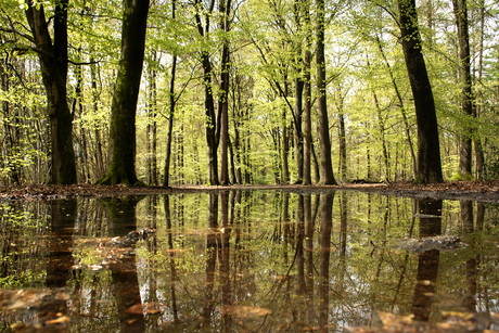 Spiegelbos: lente met frisgroene blaadjes