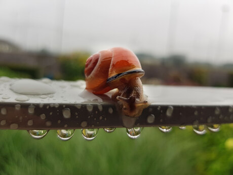 Ochtendwandeling in de regen