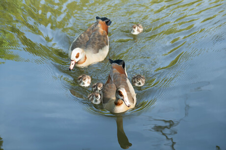 Pulletjes