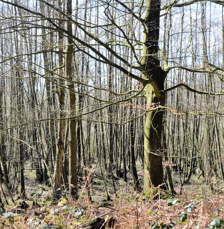 Jonge bomen