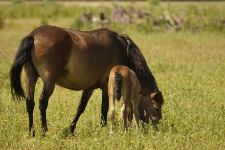 Exmoor merrie met veulen