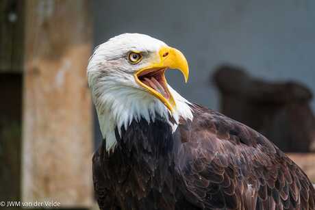 Zeearend in een Wildpark Freissen