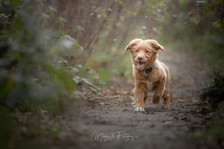 Toller pups 