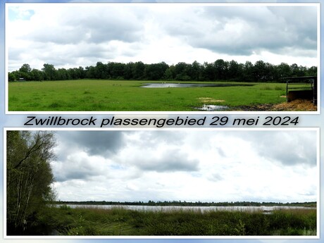 Collage   Zwillbrock Plassengebied   oa  Flamingo 29 mei 2024  