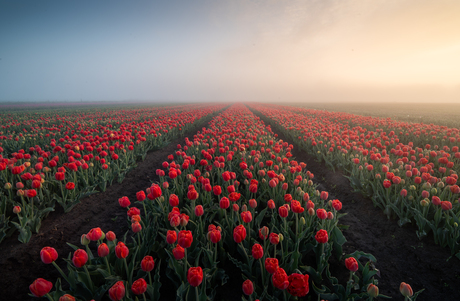 Tulpenvelden