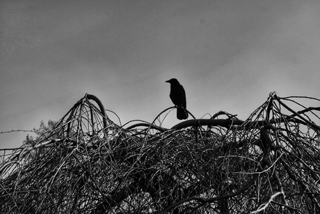 Bird in tree