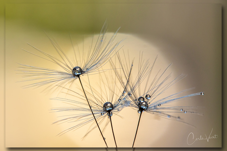 Pluisdruppels