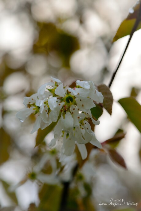 Bloesem van een Krentenboompje