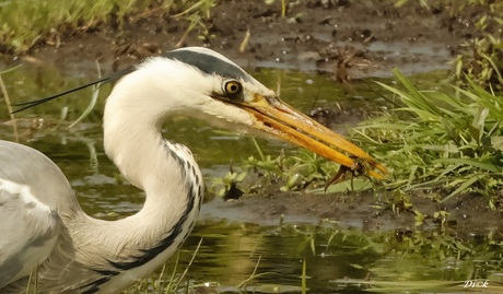 reiger op jacht