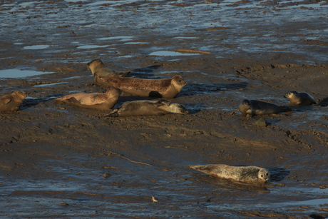 zeehonden baby`s