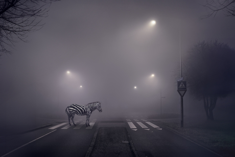 Een zebra op de zebra
