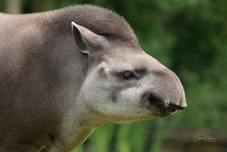 Tapirus