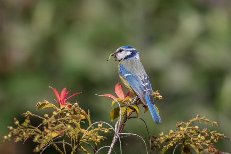 Rups voor de jonge pimpelmees